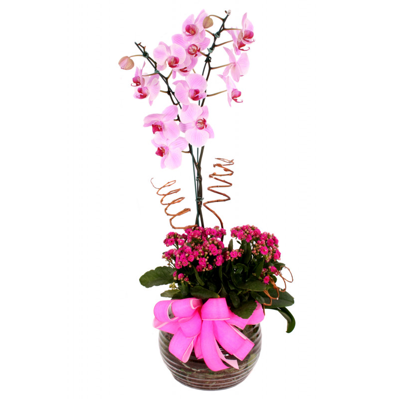 Vaso plantado jardim de orquídeas | Floresta Flores