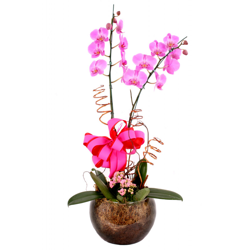 Vaso Plantado - Lindas Orquídeas - Floresta Flores
