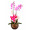 Vaso Plantado Lindas Orquídeas