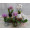 MINI Orquídea VARIADA