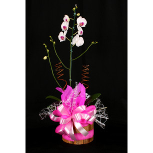 Vaso Plantado Delicada orquidea