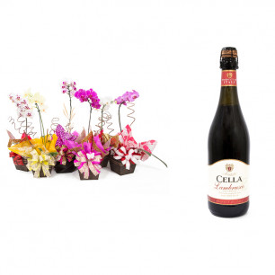 Vaso Plantado Orquídea Variada + Vinho Frisante Cella Lambrusco Tinto 750ml