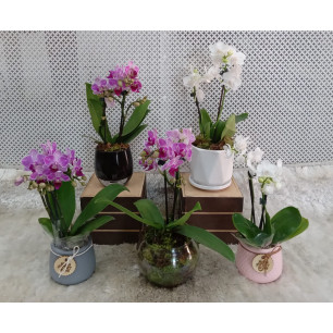 MINI Orquídea VARIADA