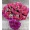 Especial - Arranjo com 80 Rosas Pink