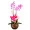 Vaso Plantado Lindas Orquídeas