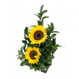 Arranjo de Flores Girassol carinhoso